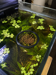 Floating Aquarium Feed & Plant Rings – 3 Piece Set