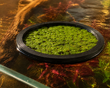 Floating Aquarium Feed & Plant Rings – 3 Piece Set